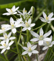 Snědek - Ornithogalum umbellatum - cibule snědku - 3 ks