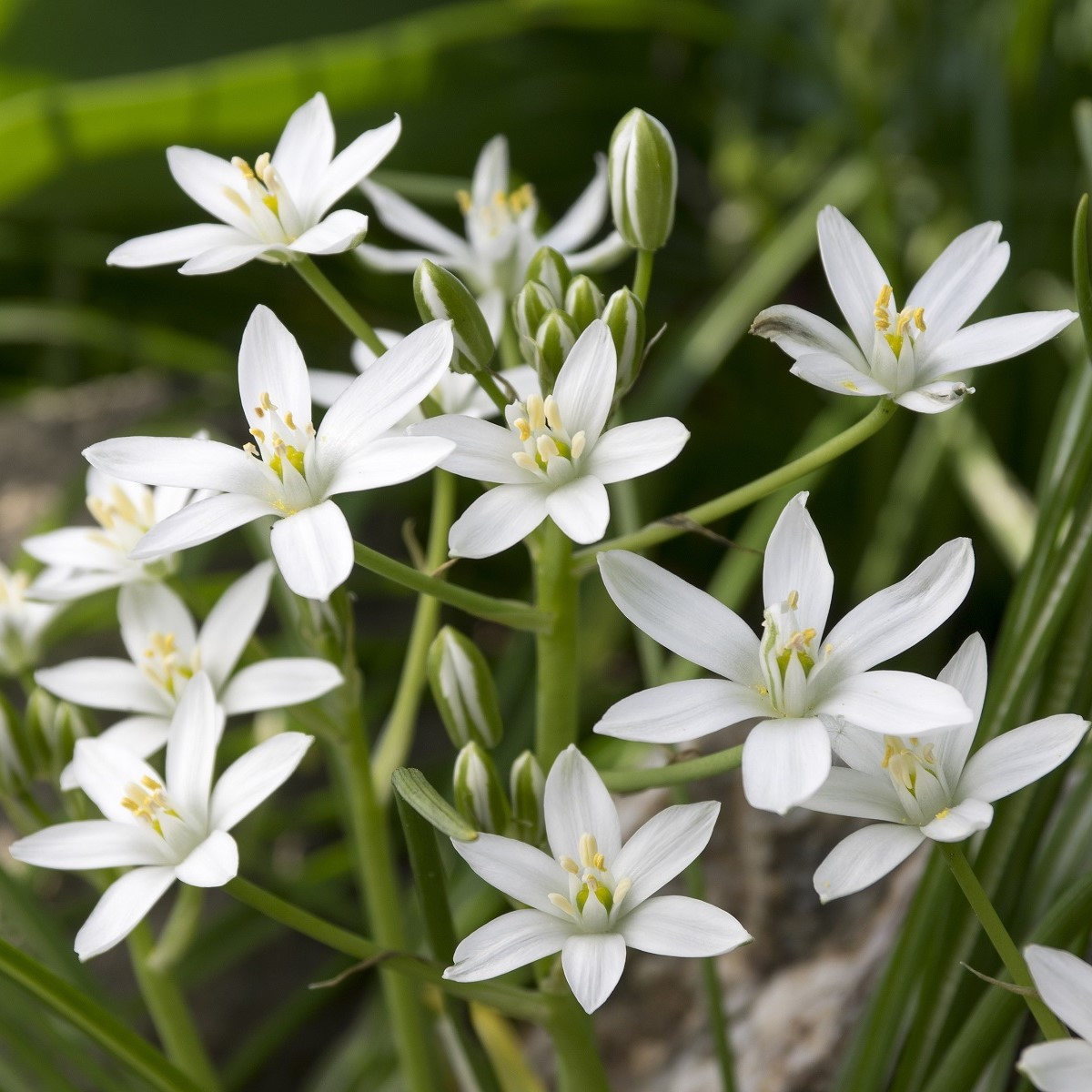 Snědek - Ornithogalum umbellatum - cibule snědku - 3 ks