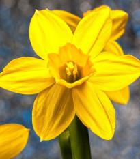 Narcis Carlton - Narcissus - cibule narcisu - 3 ks