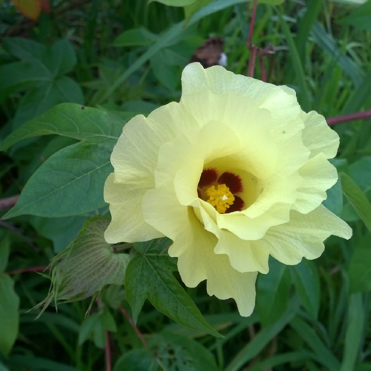 Mexická bavlna - Gossypium hirsutum - semena bavlny - 5 ks