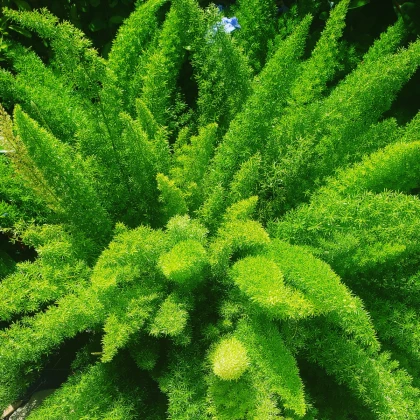 Sprengerův chřest - Asparagus aethiopicus - semena chřestu - 12 ks