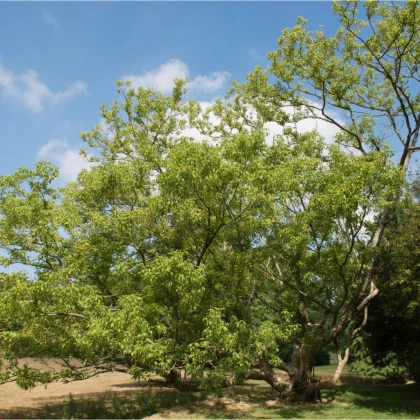 Javor jasanolistý - Acer negundo - semena javoru - 12 ks