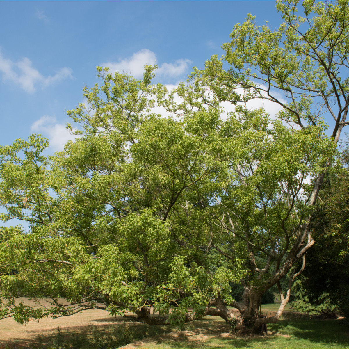 Javor jasanolistý - Acer negundo - semena javoru - 12 ks