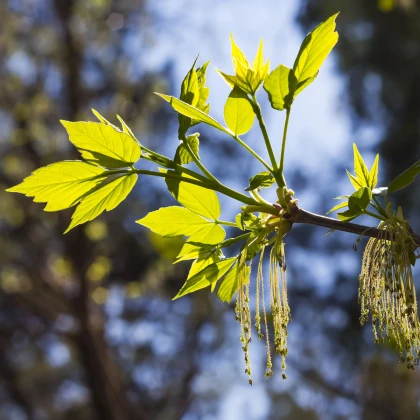 Javor jasanolistý - Acer negundo - semena javoru - 12 ks