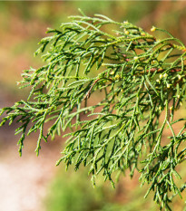 Cypřiš mexický - Hesperocyparis lusitanica - semena cypřiše - 10 ks