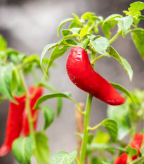 Chilli Serrano Tampiqueno - Capsicum annuum - semena chilli - 7 ks