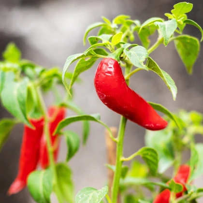 Chilli Serrano Tampiqueno - Capsicum annuum - semena chilli - 7 ks