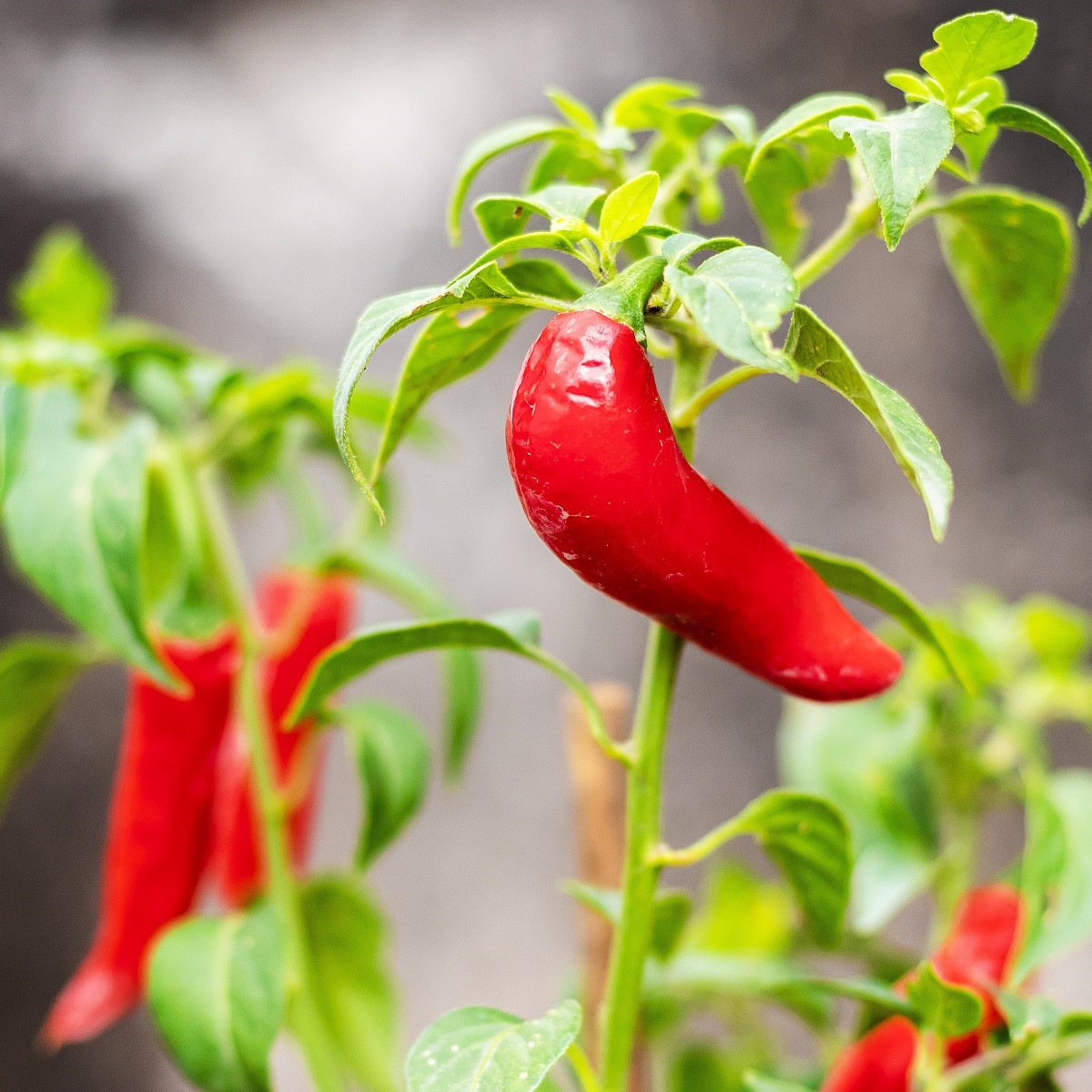 Chilli Serrano Tampiqueno - Capsicum annuum - semena chilli - 7 ks