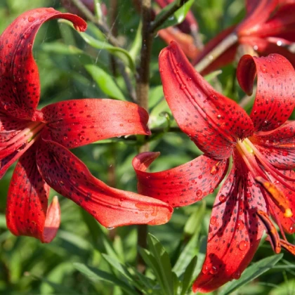 Lilie Red Tiger - Lilium - cibule lilie - 1 ks