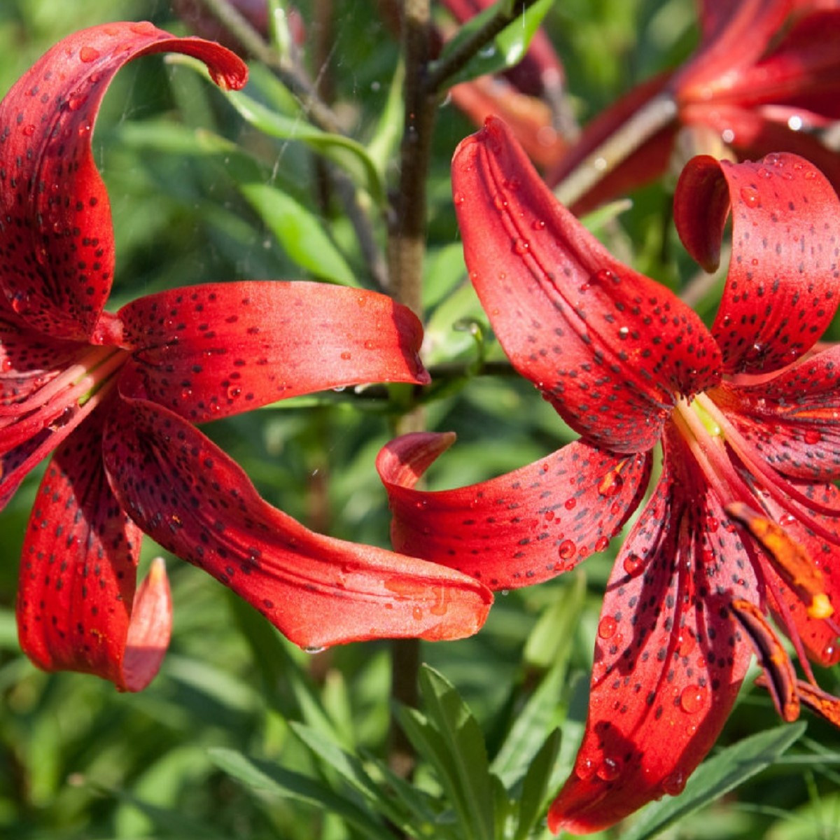 Lilie Red Tiger - Lilium - cibule lilie - 1 ks