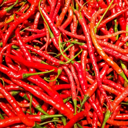 Chilli Kajenský pepř Thick - Capsicum annuum - semena chilli - 6 ks