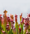 Špirlice náhorní - Sarracenia oreophilla var. ornata - semena špirlice - 8 ks