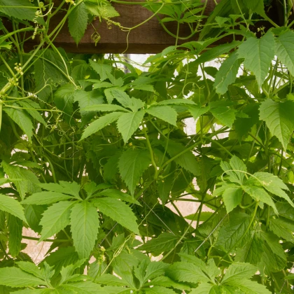 Gigantická ačokča - Cyclanthera pedata - semena ačokči - 5 ks