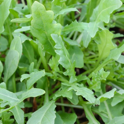 Divoká roketa Napoli - Diplotaxis tenuiflora - semena rokety - 150 ks