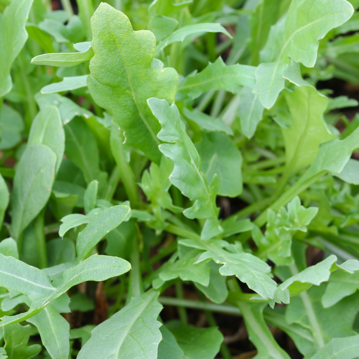 Divoká roketa Napoli - Diplotaxis tenuiflora - semena rokety - 150 ks