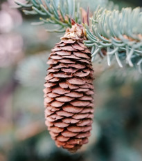 Smrk Wilsonův - Picea wilsonii - semena smrku - 12 ks