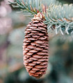 Smrk Wilsonův - Picea wilsonii - semena smrku - 12 ks