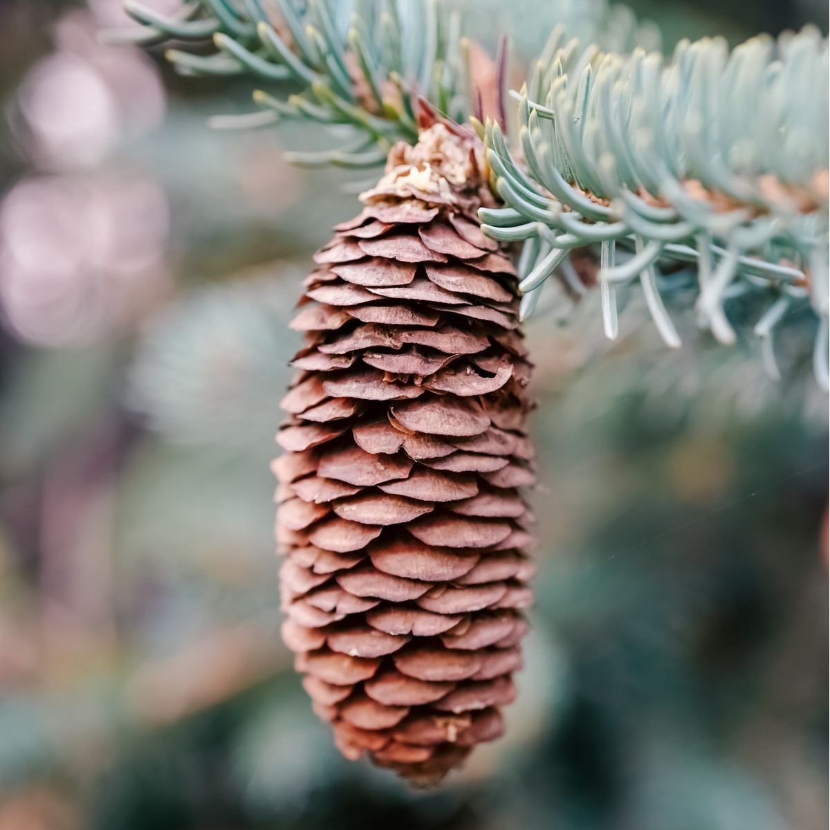 Smrk Wilsonův - Picea wilsonii - semena smrku - 12 ks