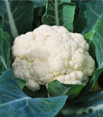 BIO Květák Neckarperle - Brassica oleracea - bio semena květáku - 20 ks