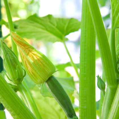 BIO Cuketa Alberello - Cucurbita pepo - bio semena cukety - 5 ks