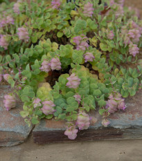 Okrasné oregano Kirigami - Origanum rotundifolia - semena oregana - 18 ks