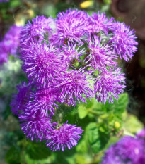 Nestařec americký Red Sea - Ageratum houstonianum - semena nestařce - 30 ks