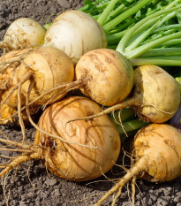 BIO Tuřín Wilhelmsburger - Brassica napus var. napobrassica - bio semena tuřínu - 100 ks