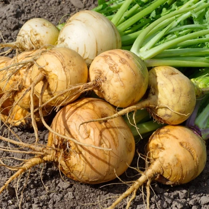 BIO Tuřín Wilhelmsburger - Brassica napus var. napobrassica - bio semena tuřínu - 100 ks