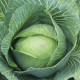 BIO Zelí bílé Marner Lagerweiß - Brassica oleracea - bio semena zelí - 25 ks