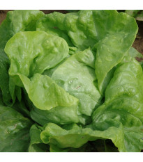 Salát hlávkový Dětenická atrakce - Lactuca sativa - semena salátu - 300 ks