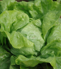 Salát hlávkový Dětenická atrakce - Lactuca sativa - semena salátu - 300 ks