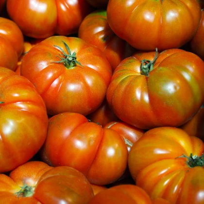 BIO Rajče Oaxacan Jewel - Solanum lycopersicum - bio semena rajčete - 6 ks