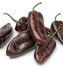 Paprika Sweet Chocolate - Capsicum annuum - semena papriky - 7 ks