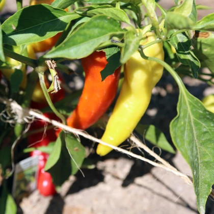 Paprika Sladký banán - Capsicum annuum - semena papriky - 9 ks