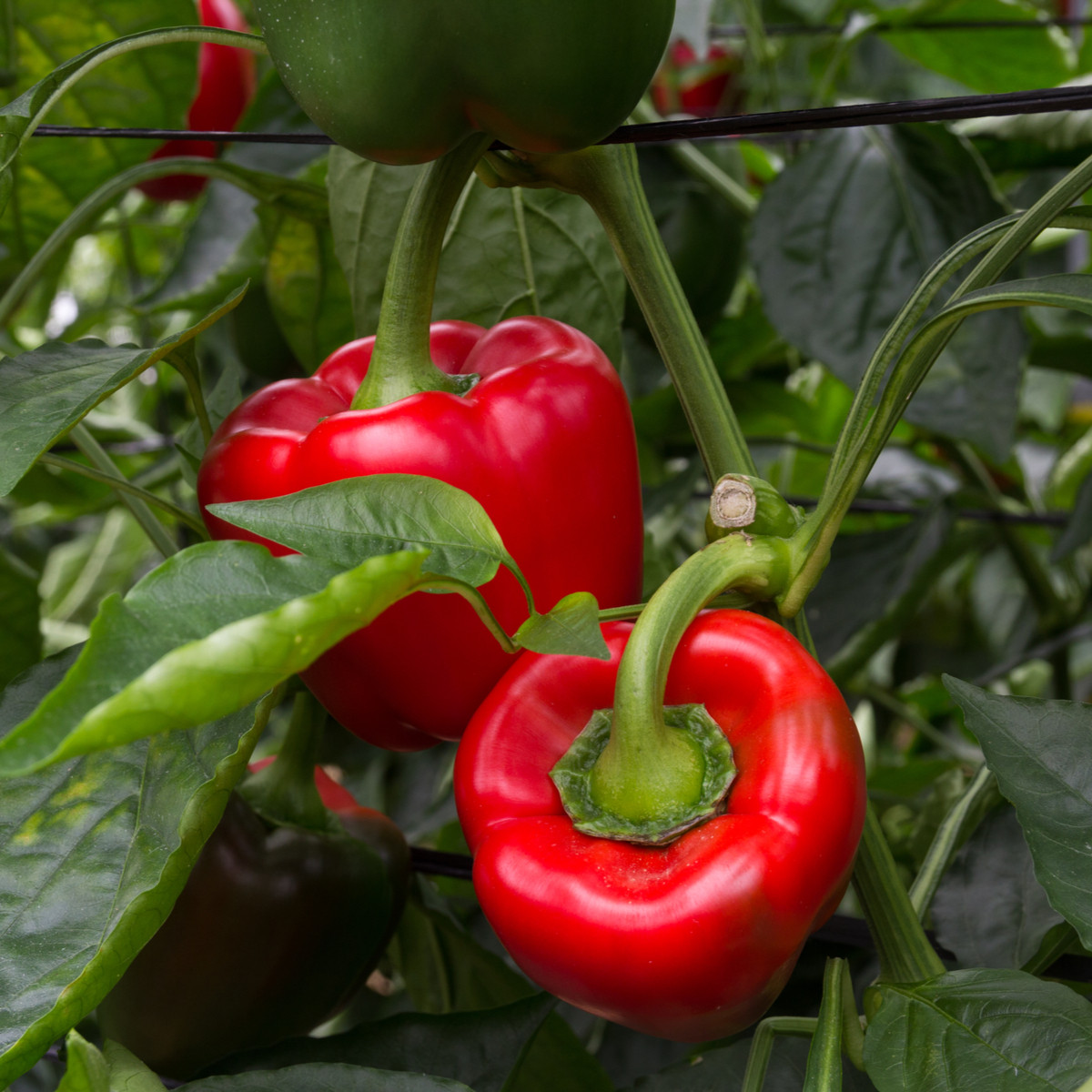 Paprika California Wonder - Capsicum annuum - semena papriky - 20 ks