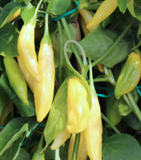 BIO Chilli Lemon Drop - Capsicum baccatum - semena chilli - 7 ks