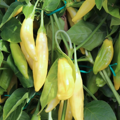 BIO Chilli Lemon Drop - Capsicum baccatum - semena chilli - 7 ks