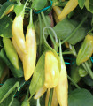 BIO Chilli Lemon Drop - Capsicum baccatum - semena chilli - 7 ks