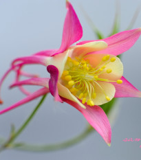 Orlíček velkokvětý Coral - Aquilegia caerulea - semena orlíčku - 100 ks