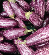 Lilek Jewel Marble - Solanum melongena - semena lilku - 10 ks