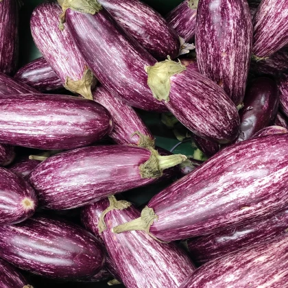 Lilek Jewel Marble - Solanum melongena - semena lilku - 10 ks