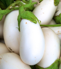 Lilek Jewel Jade - Solanum melongena - semena lilku - 10 ks