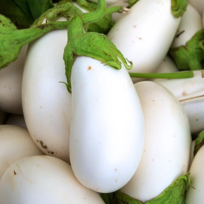 Lilek Jewel Jade - Solanum melongena - semena lilku - 10 ks