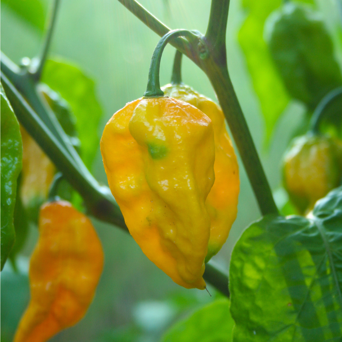 Chilli žluté Fatalii - Capsicum chinense - semena chilli - 6 ks