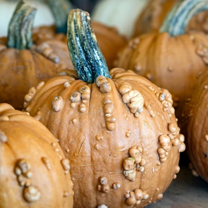 Dýně okrasná Grizzly Bear F1 PMT - Cucurbita pepo - semena dýně - 7 ks