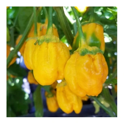 Chilli 7 Pot Bubblegum Yellow - Capsicum chinense - semena chilli - 7 ks