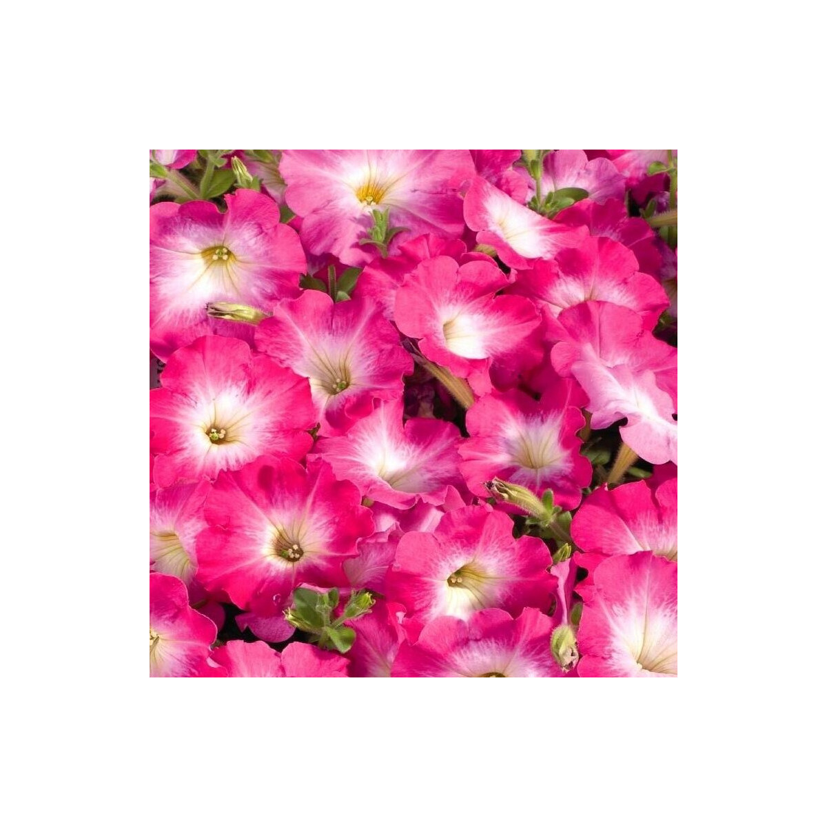 Petúnie Musica Pink Morn F1 - Petunia x grandiflora - semena petúnie - 30 ks