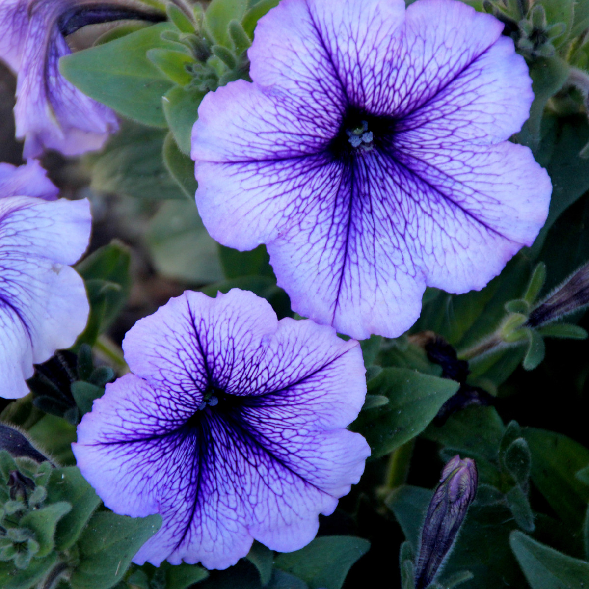 Petúnie Musica Blue Vein F1 - Petunia x grandiflora - semena petúnie - 30 ks