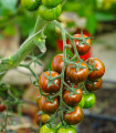 Rajče Tigrino - Solanum lycopersicum - semena rajčete - 25 ks