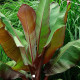 Banánovník habešský - Ensete vetricosum - semena banánovníku - 3 ks